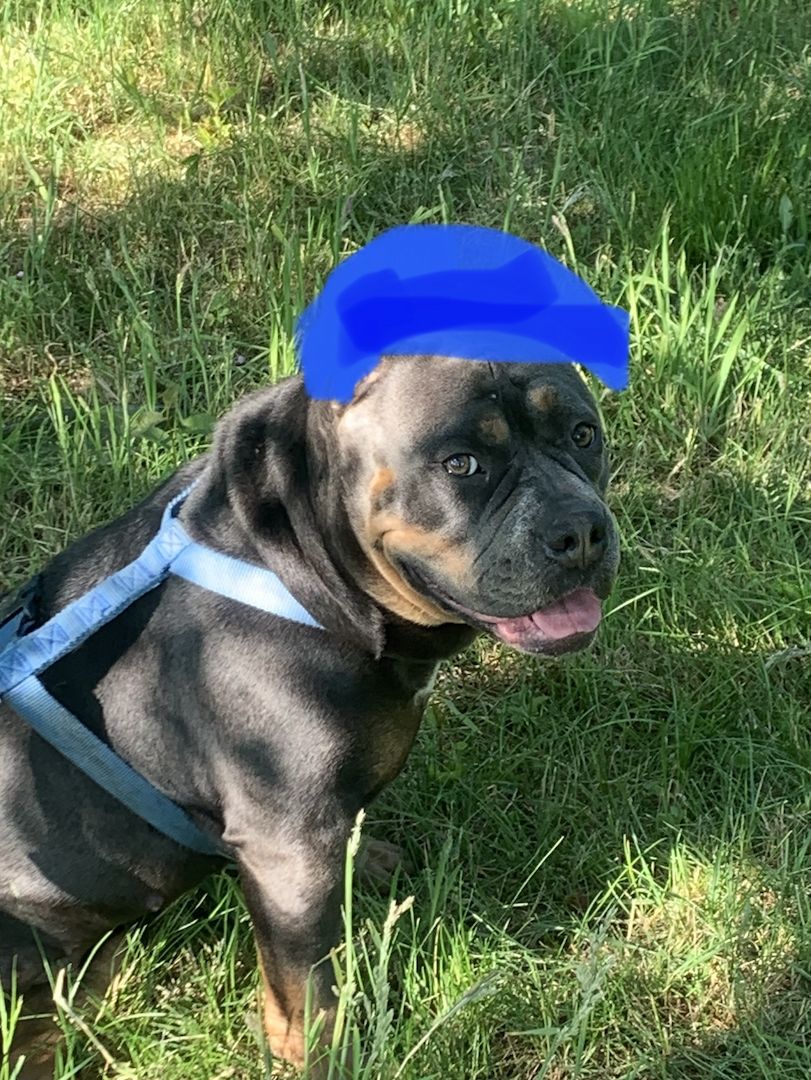 American bully Weibchen