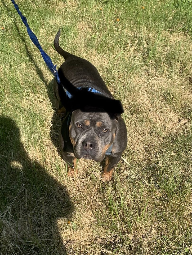 American bully Weibchen