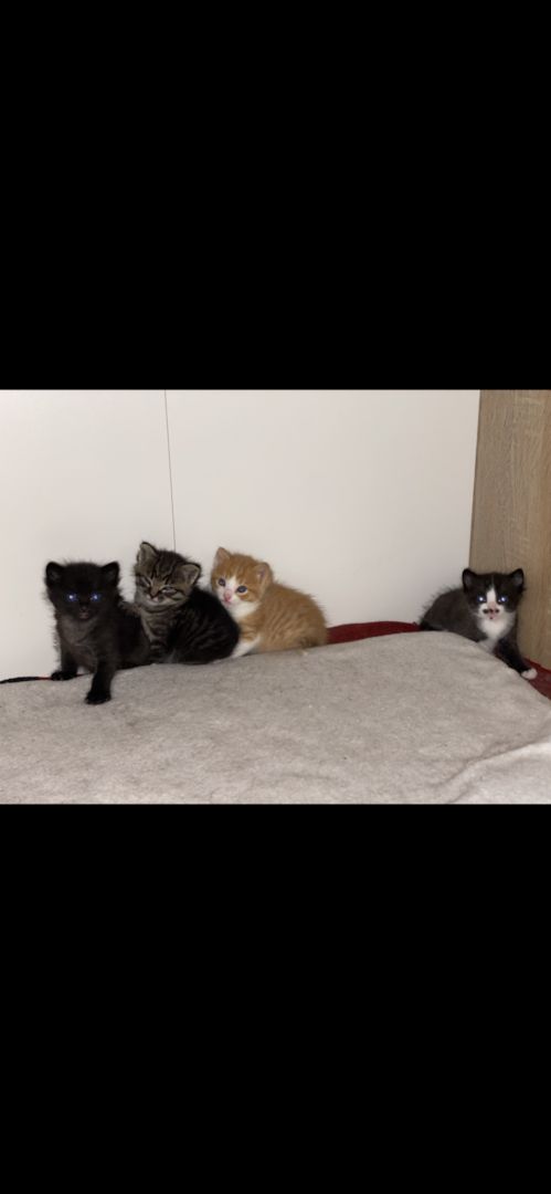 4 süße Katzen zu verkaufen