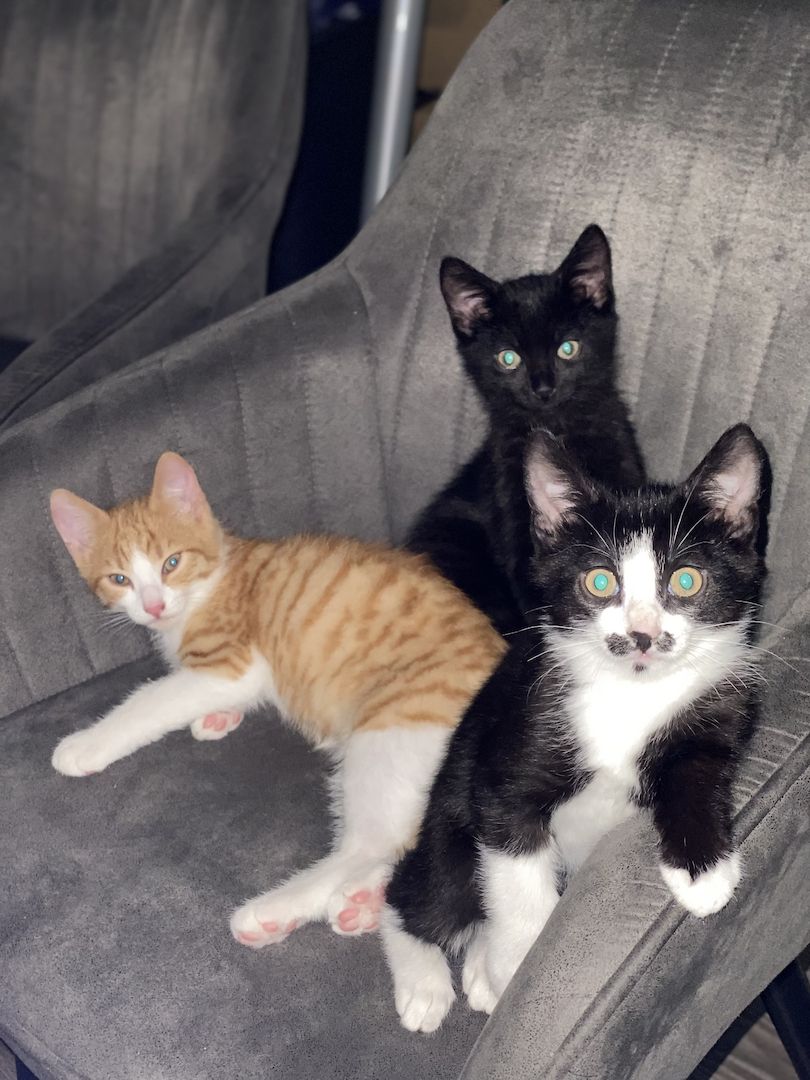 4 süße Katzen zu verkaufen