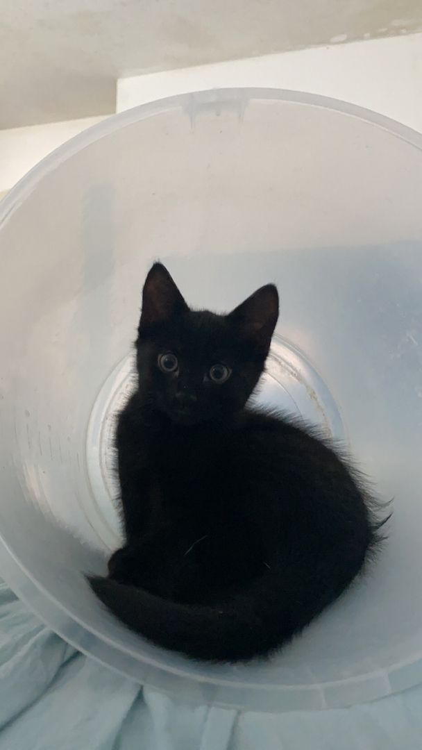 4 süße Katzen zu verkaufen