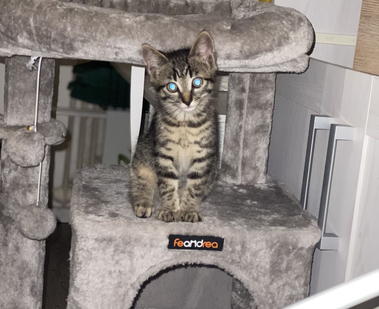 4 süße Katzen zu verkaufen