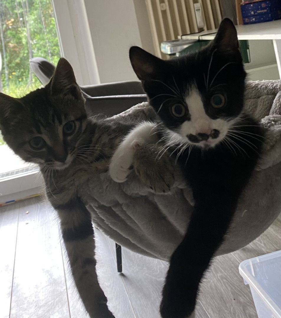 4 süße Katzen zu verkaufen