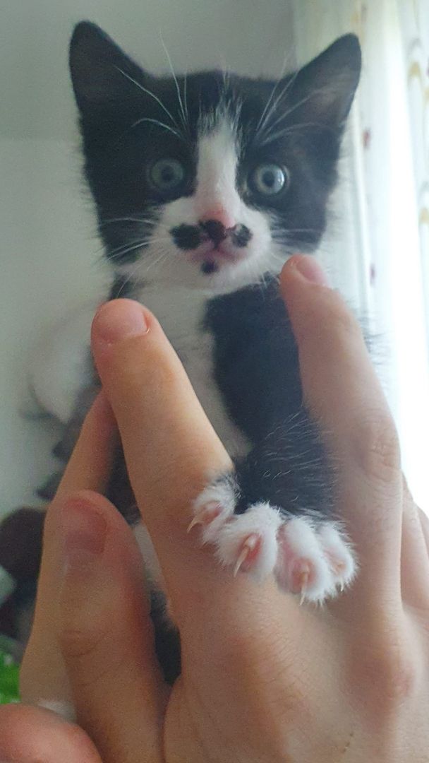 4 süße Katzen zu verkaufen