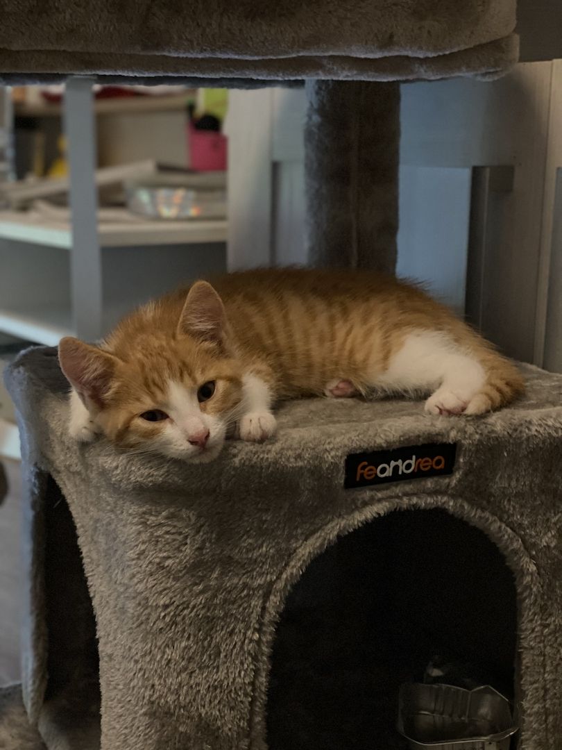 4 süße Katzen zu verkaufen