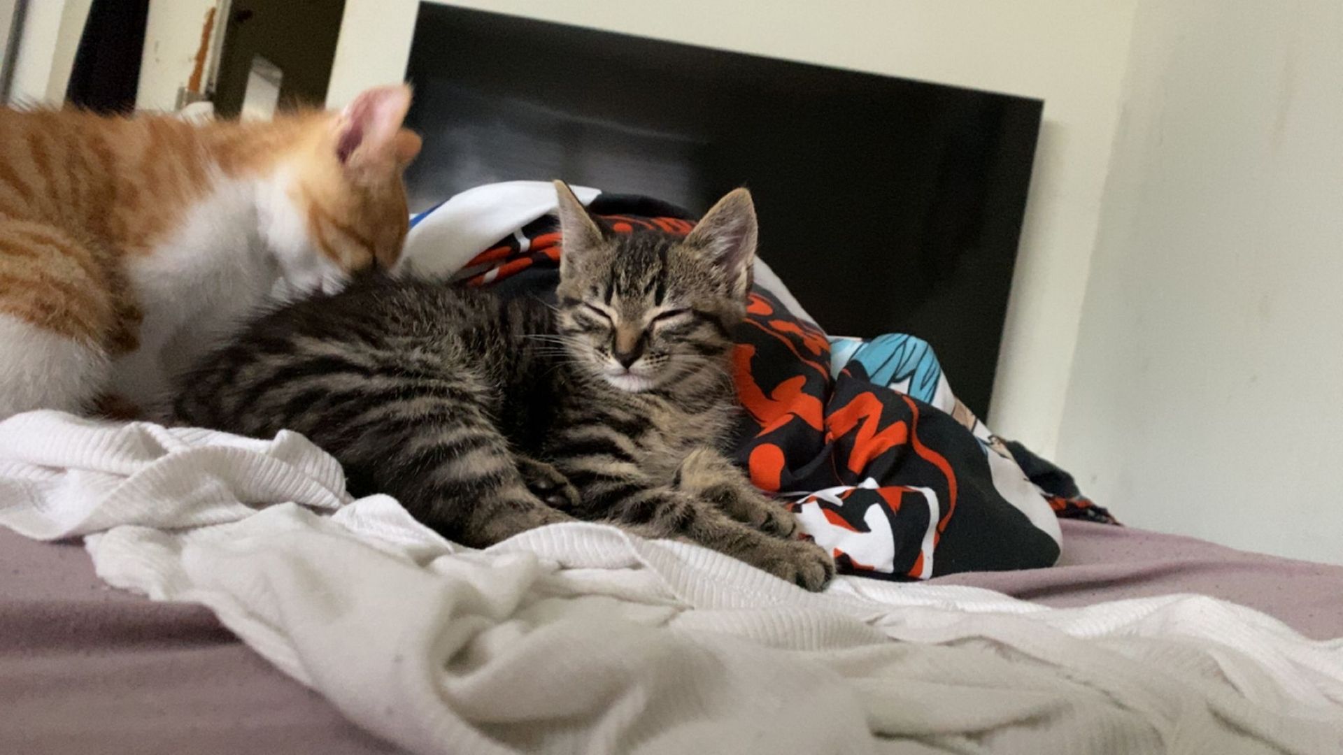 4 süße Katzen zu verkaufen