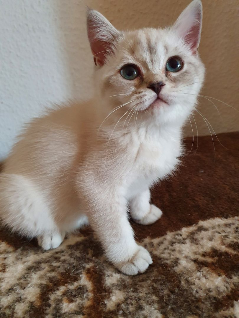 BKH  Kitten mit 2 Infungen Abgabebereit