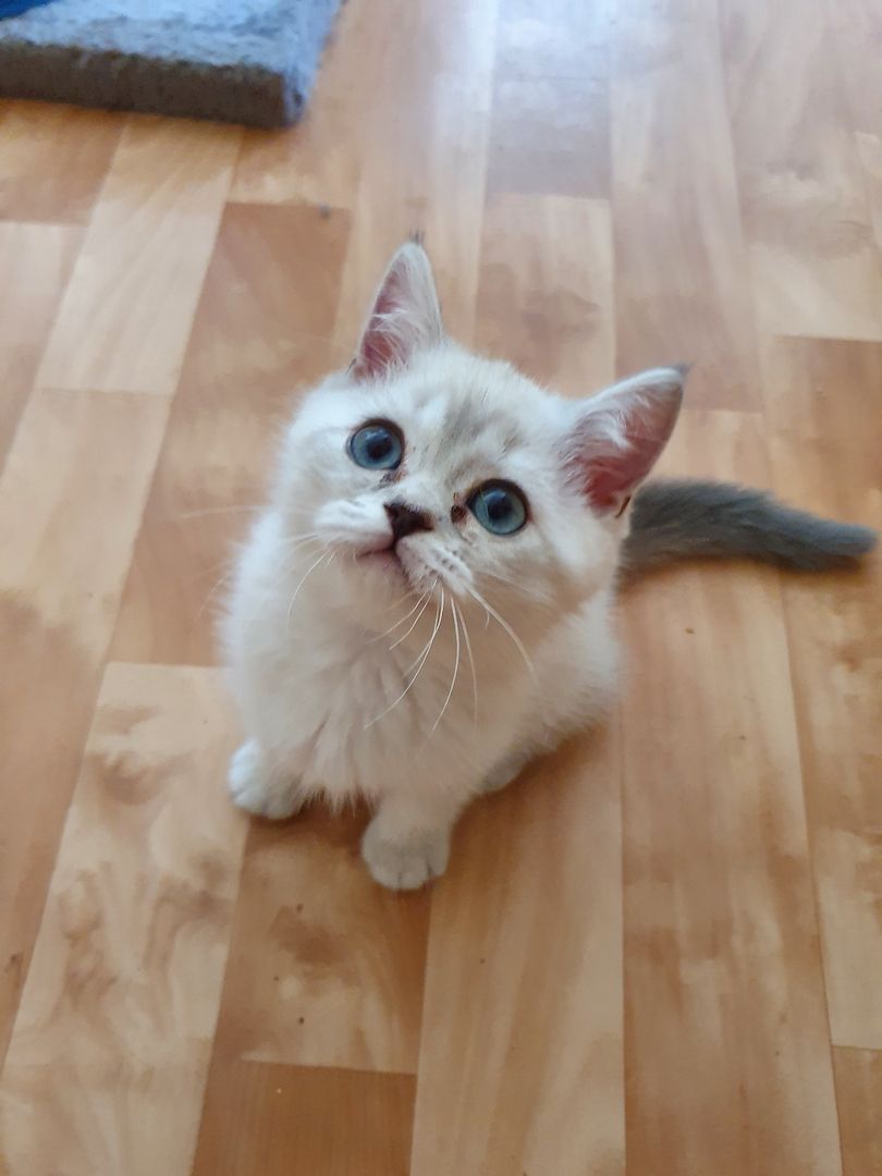 BKH  Kitten mit 2 Infungen Abgabebereit