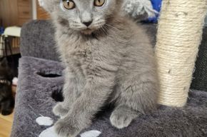 Rassemix abgabebereit