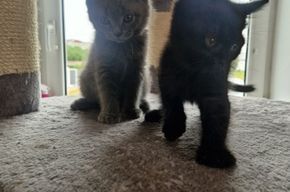 Rassemix abgabebereit