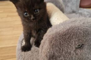 Rassemix abgabebereit