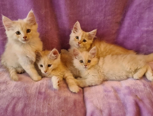 Maine Coon Kitten Katzenbabys