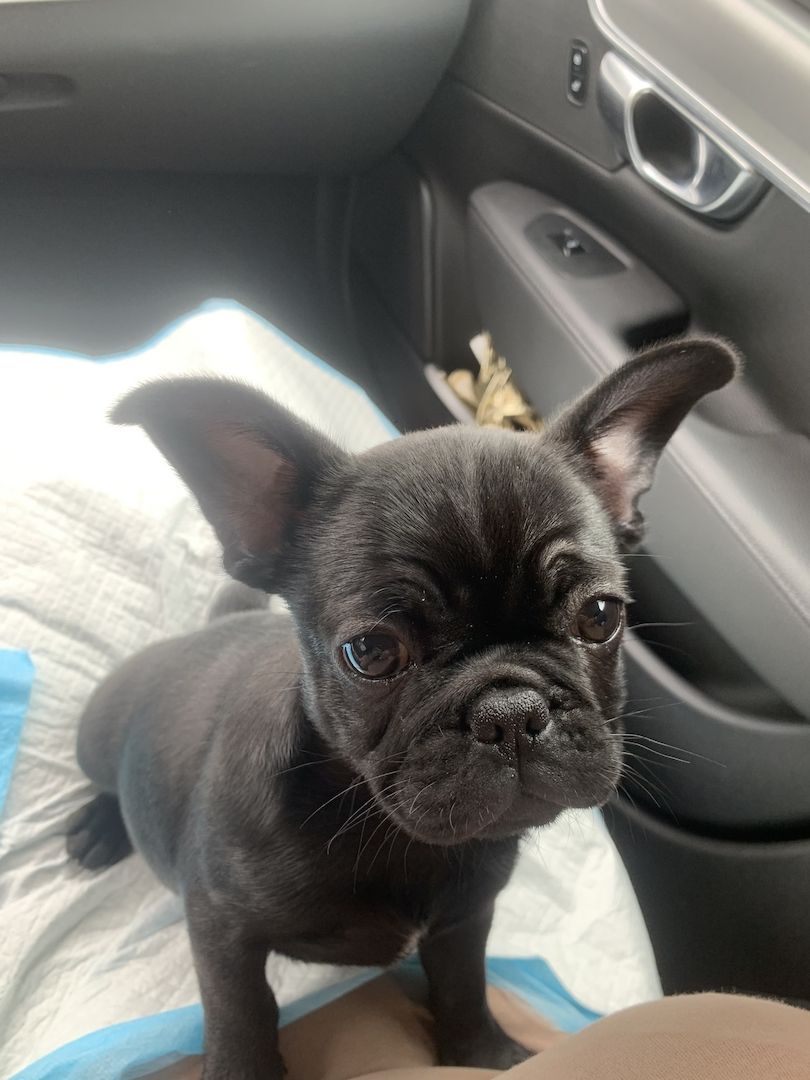 Welpen mischling Welpen mischling