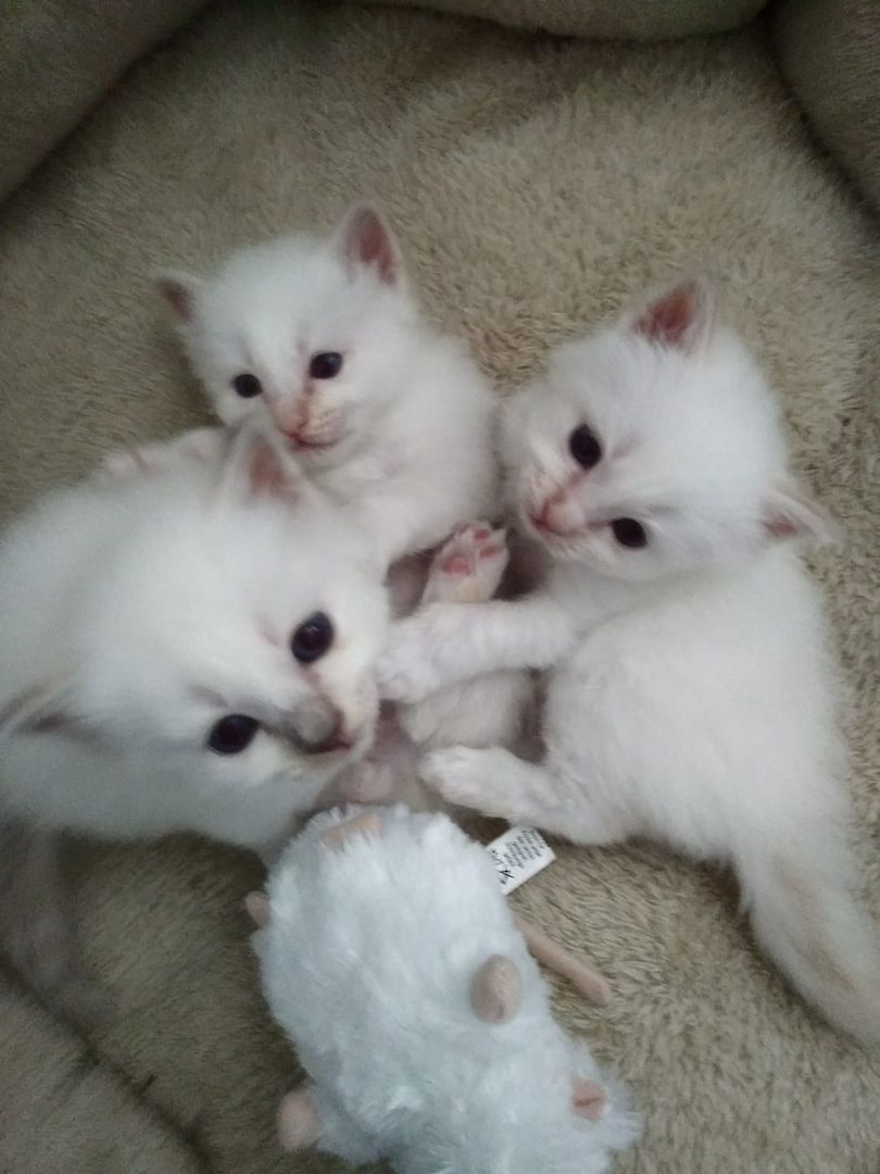 Heilige Birma, Katzenbaby, Kittens!!