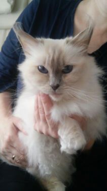 Heilige Birma, Katzenbaby, Kittens!!