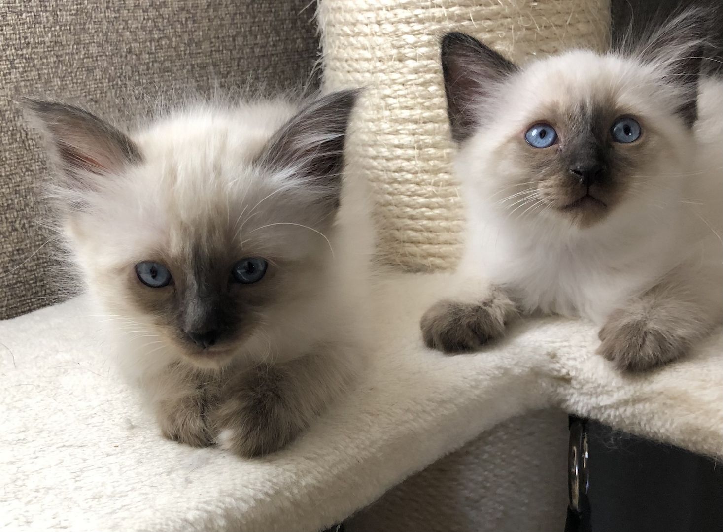 Siam Heilige Birma Kitten