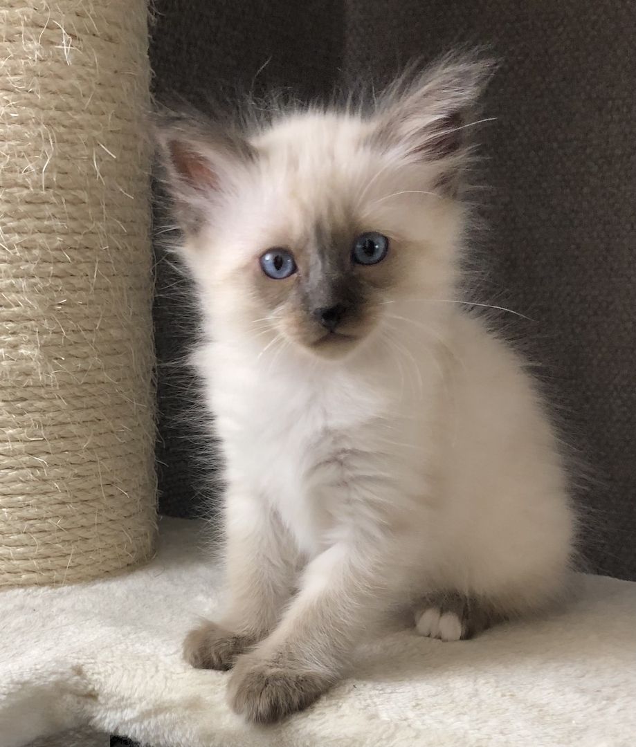 Siam Heilige Birma Kitten