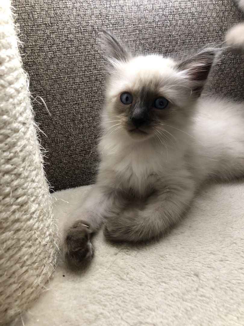 Siam Heilige Birma Kitten