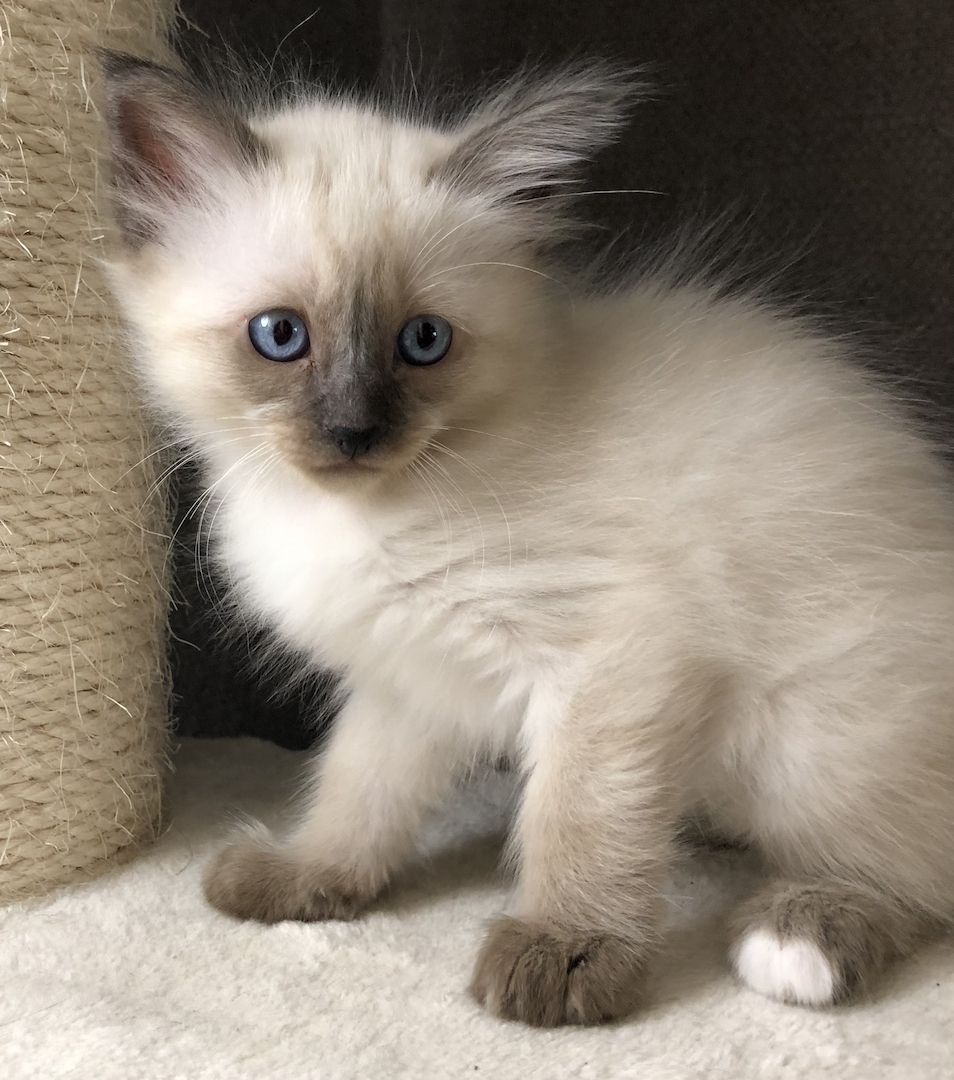Siam Heilige Birma Kitten