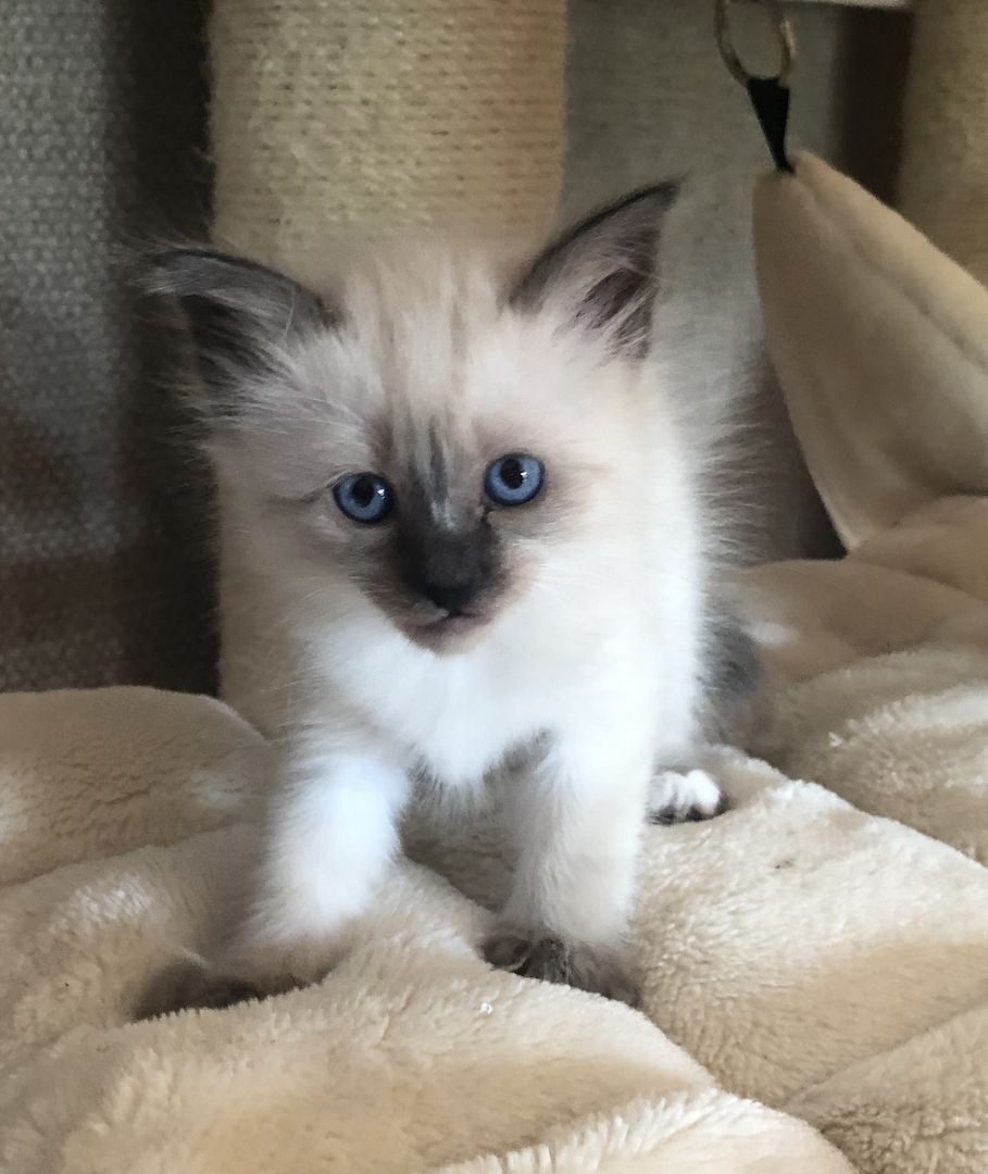 Siam Heilige Birma Kitten