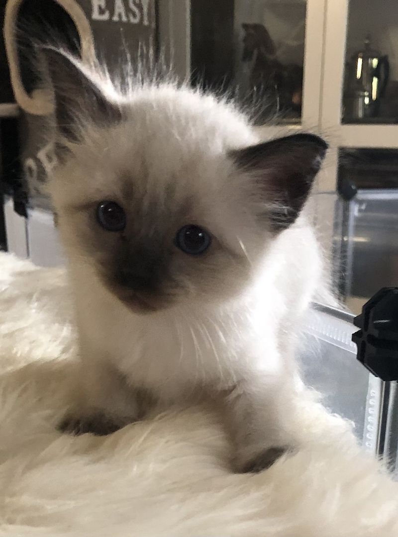 Siam Heilige Birma Kitten
