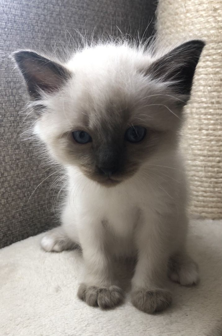 Siam Heilige Birma Kitten