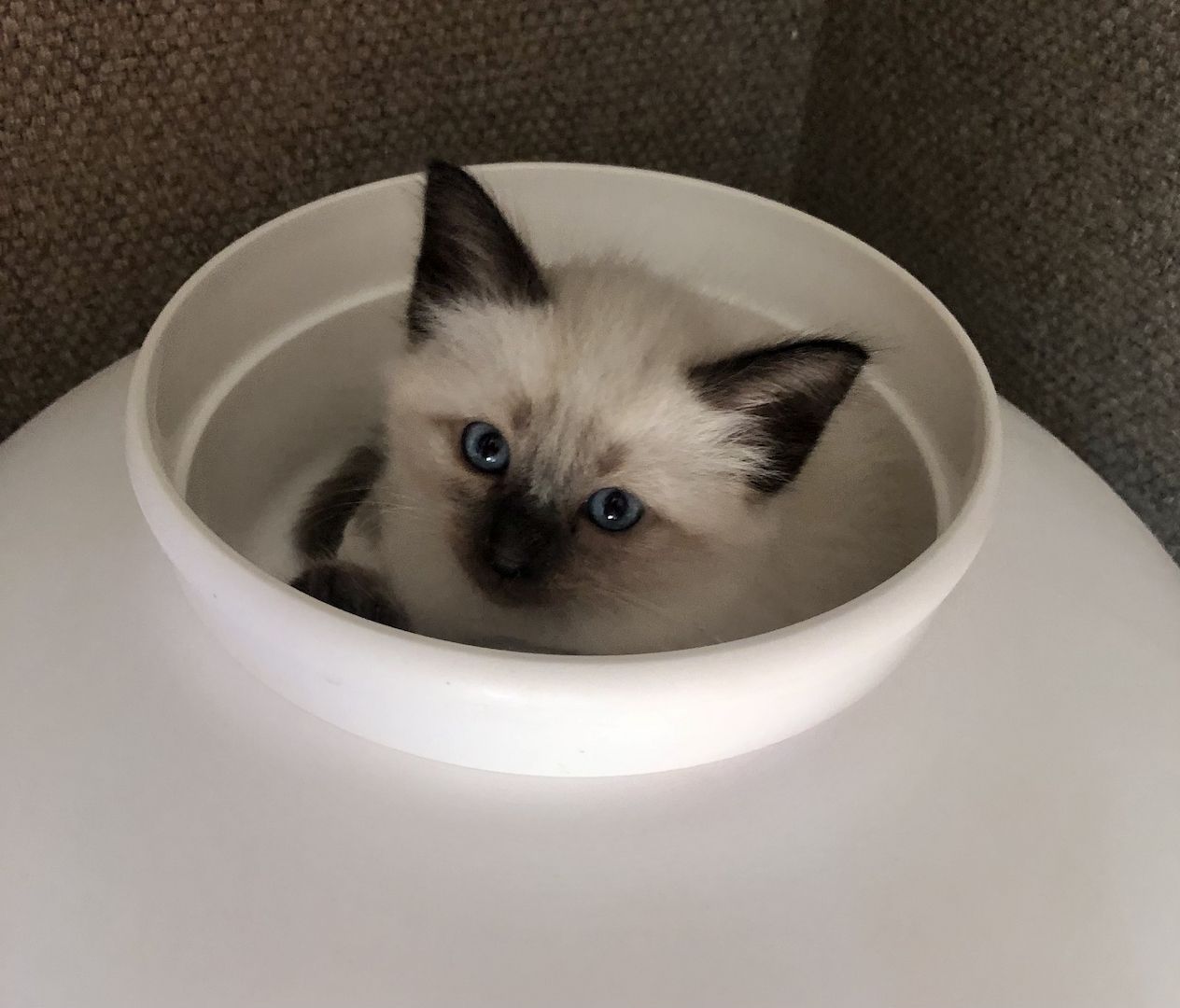 Siam Heilige Birma Kitten