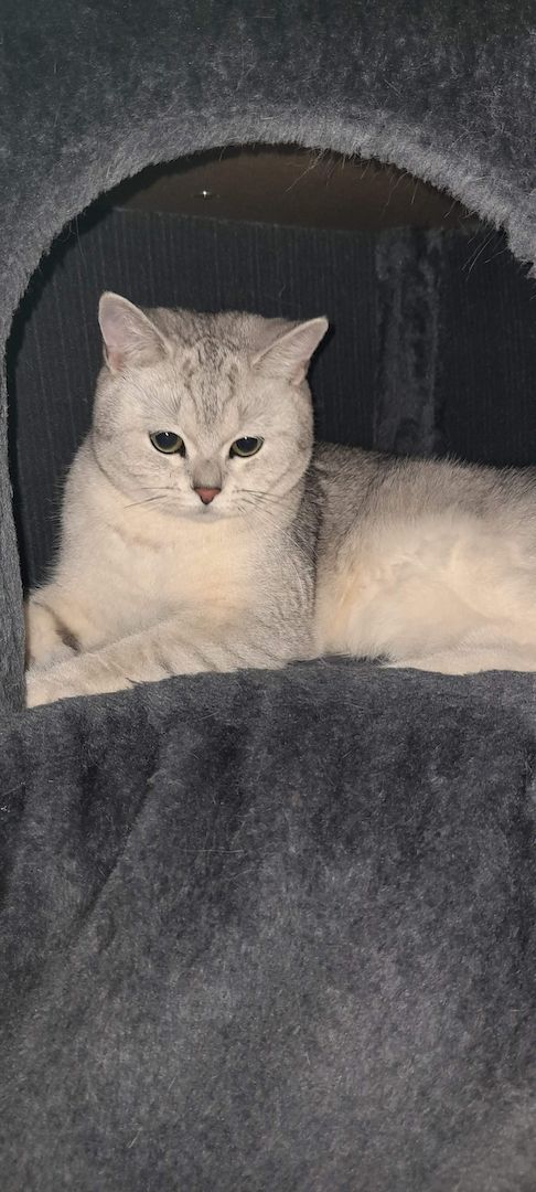 Bkh reinrassige Kitten