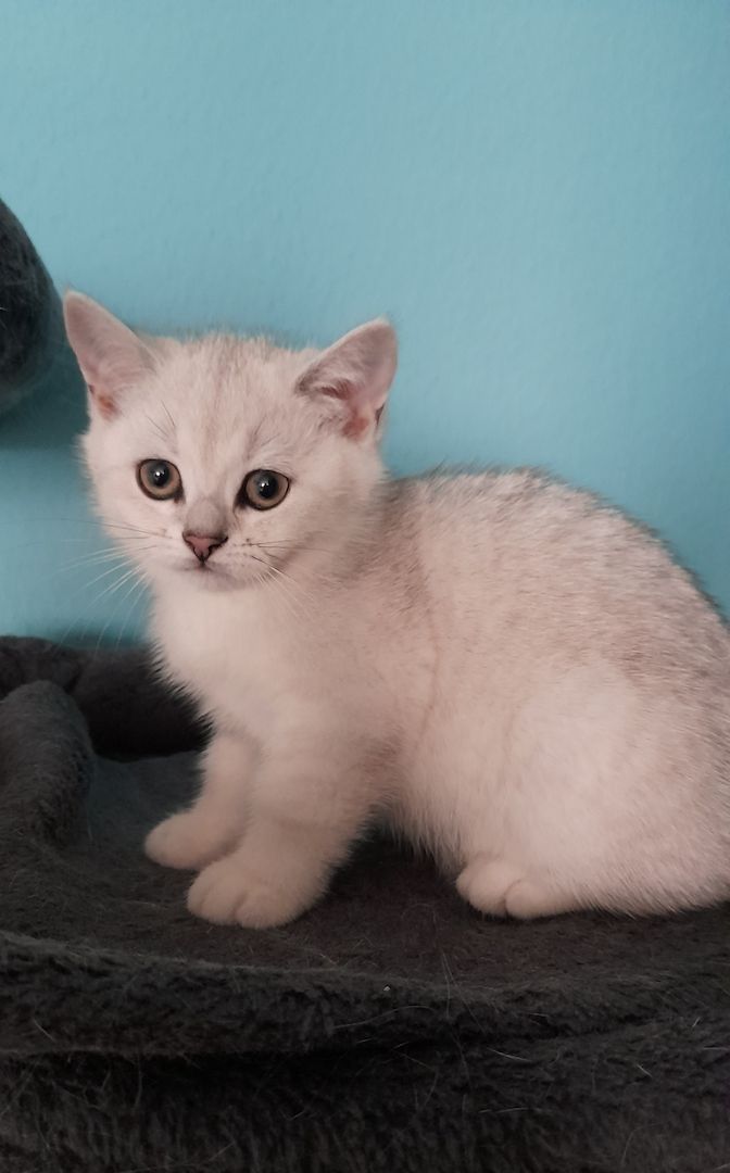 Bkh reinrassige Kitten