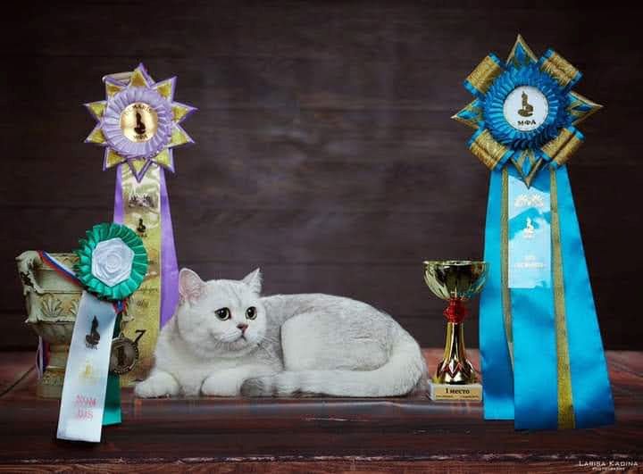 Bkh reinrassige Kitten