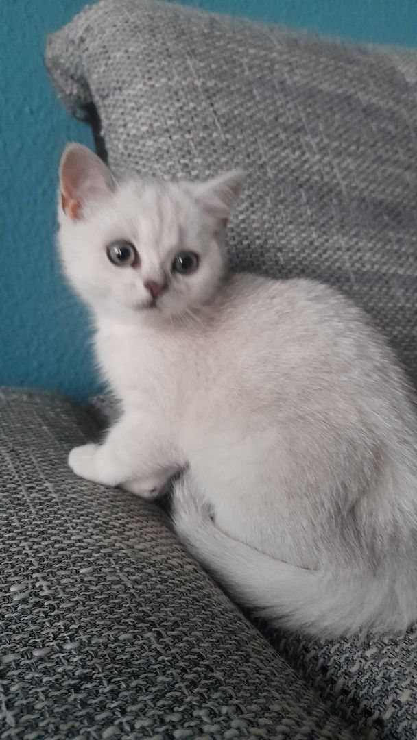 Bkh reinrassige Kitten