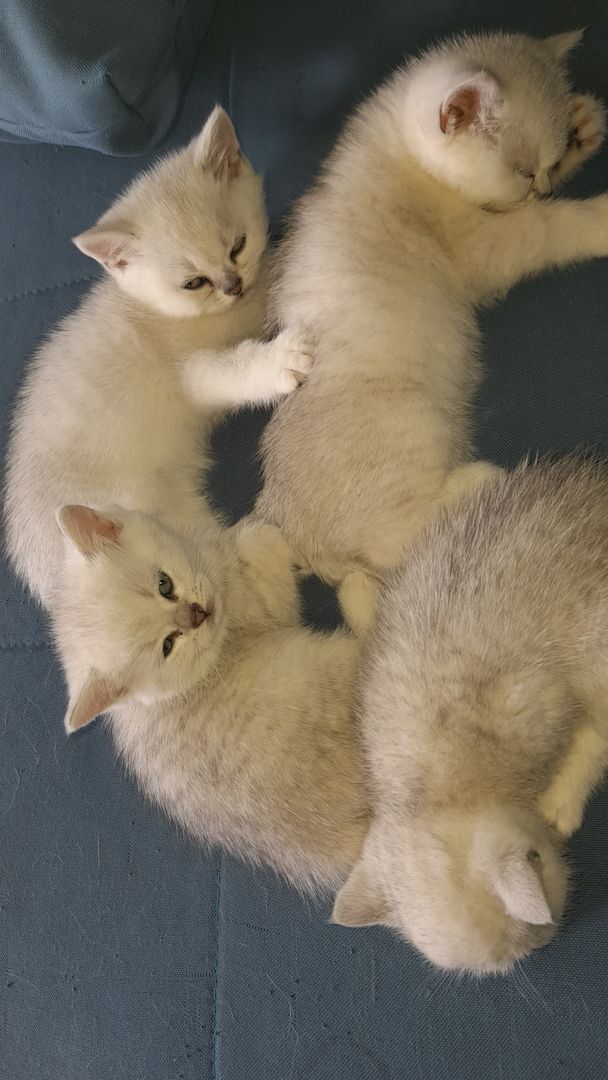 Bkh reinrassige Kitten