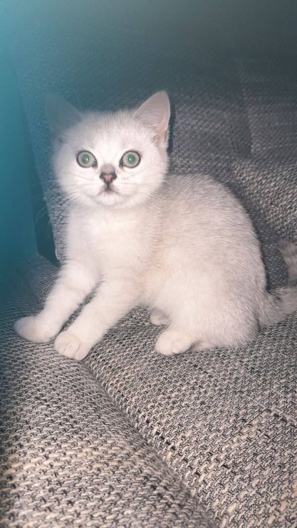 Bkh reinrassige Kitten