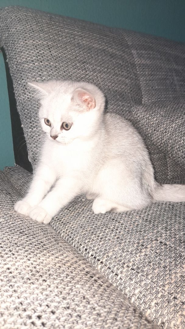 Bkh reinrassige Kitten