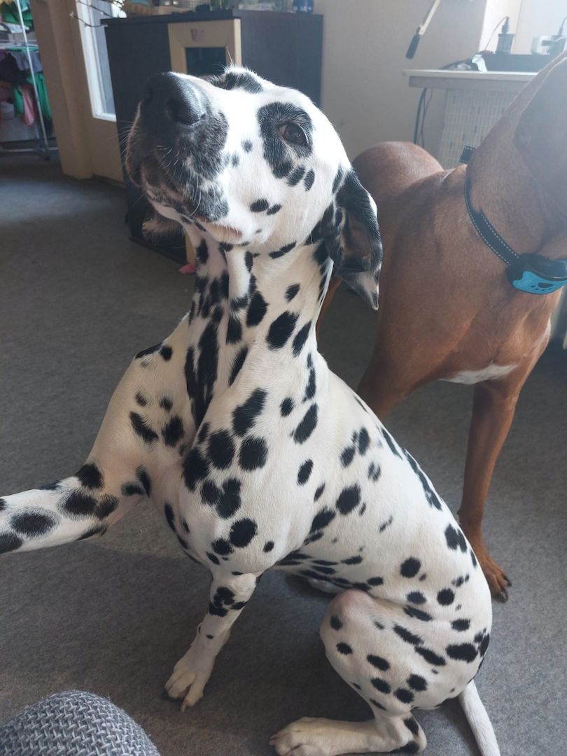 Dalmatiner verkaufen