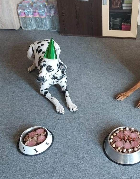 Dalmatiner verkaufen