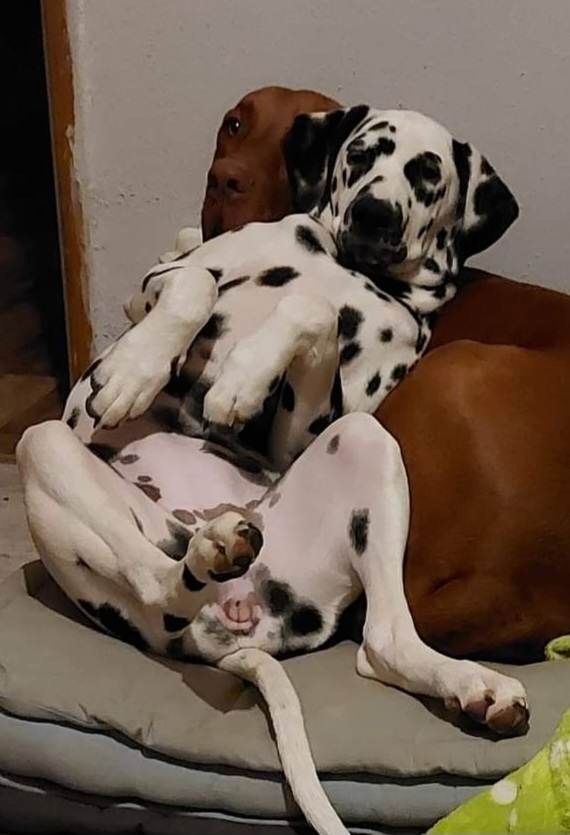 Dalmatiner verkaufen