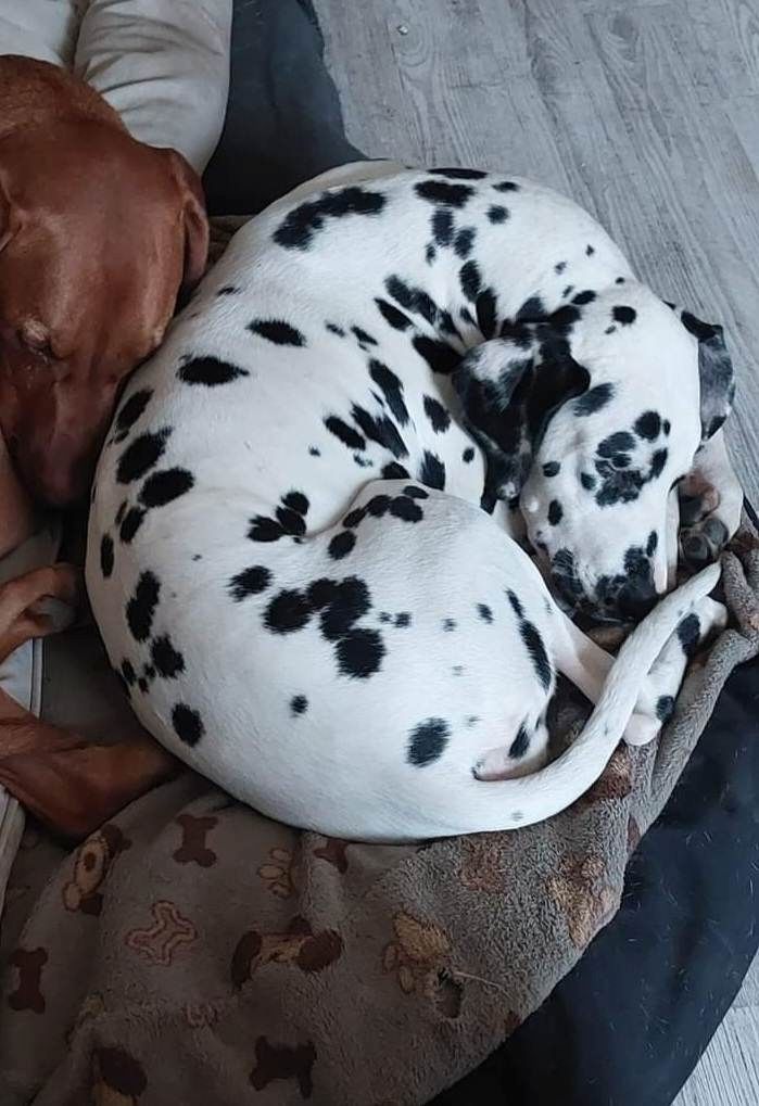 Dalmatiner verkaufen