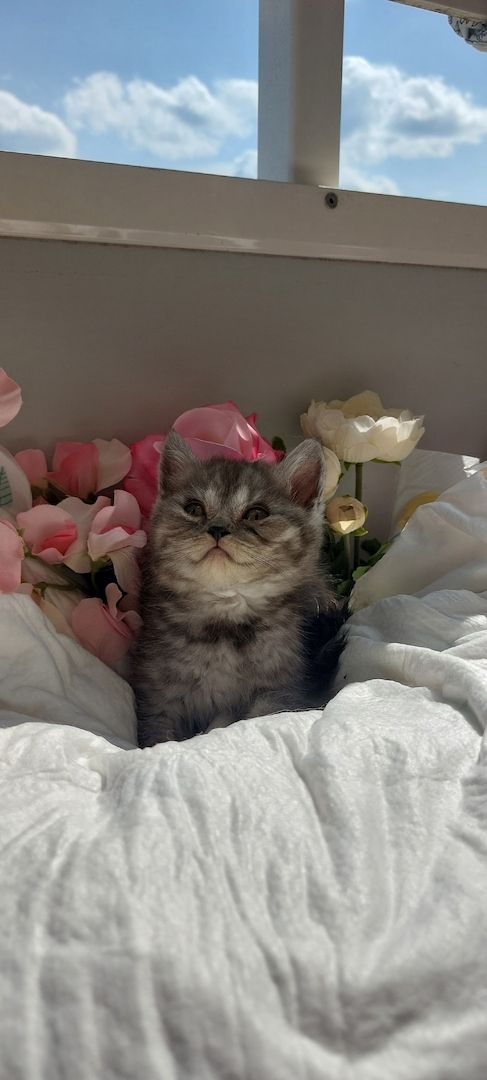 Bkh kitten Katzen Babys