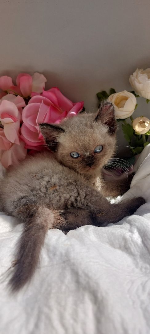 Bkh kitten Katzen Babys