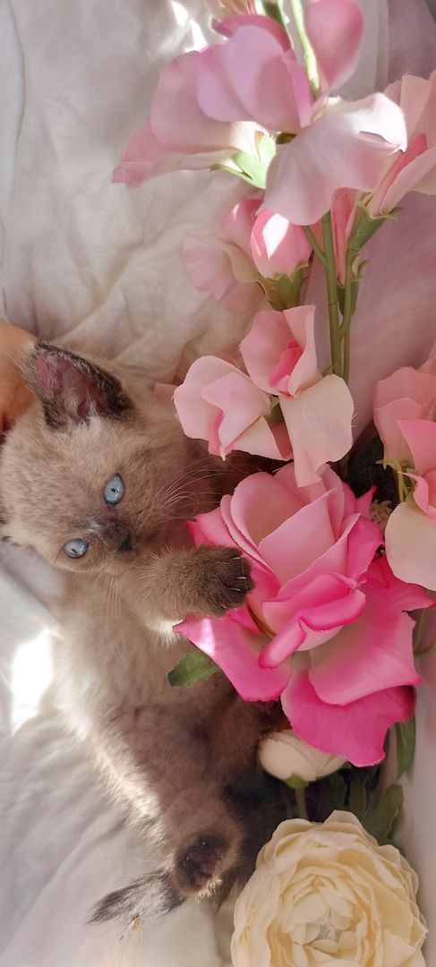 Bkh kitten Katzen Babys