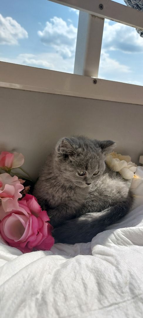 Bkh kitten Katzen Babys