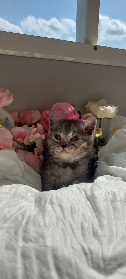 Bkh kitten Katzen Babys