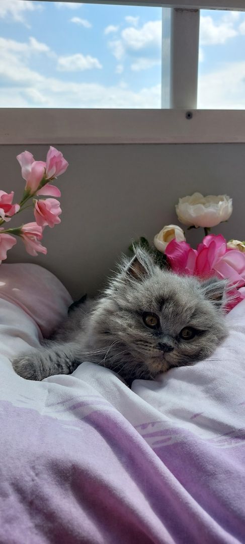 Bkh kitten Katzen Babys