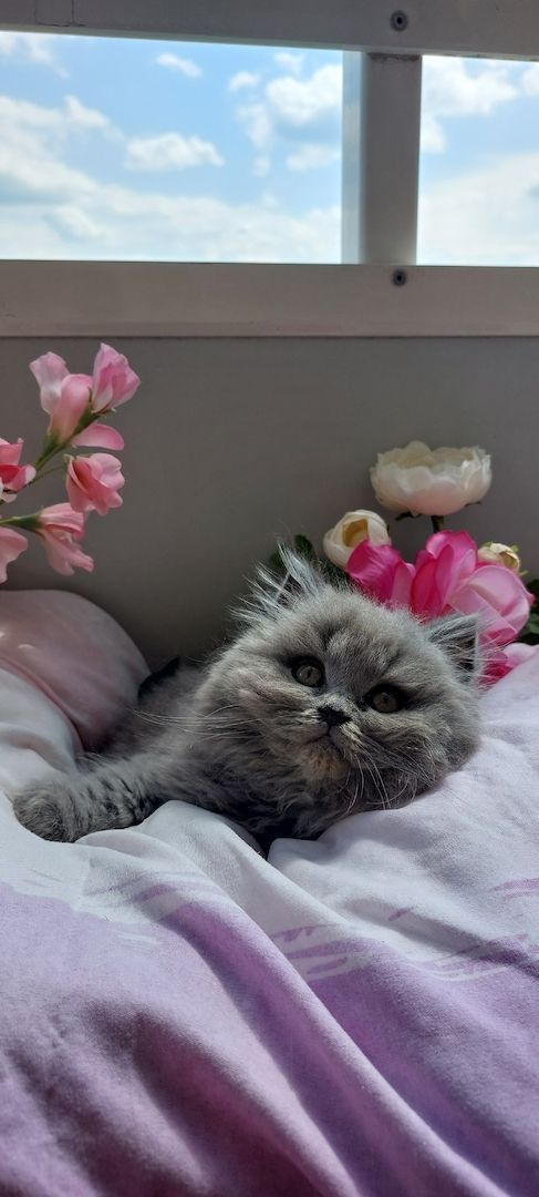 Bkh kitten Katzen Babys