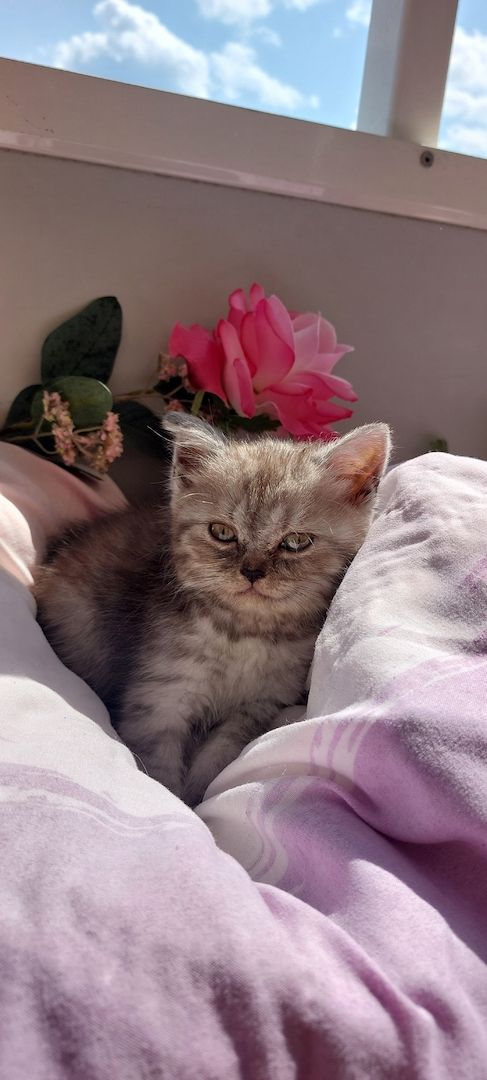 Bkh kitten Katzen Babys