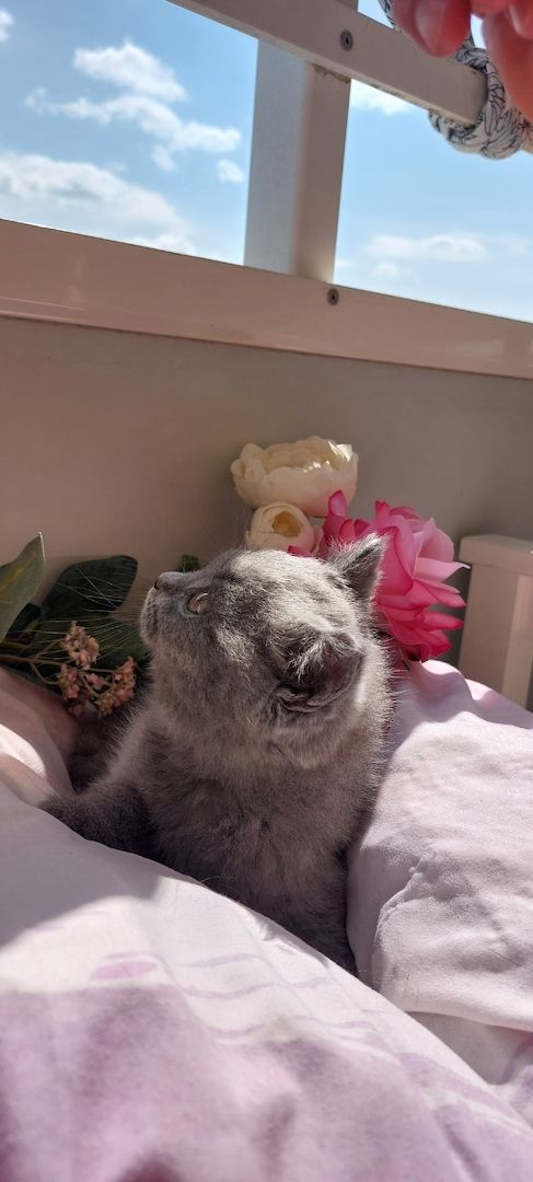 Bkh kitten Katzen Babys