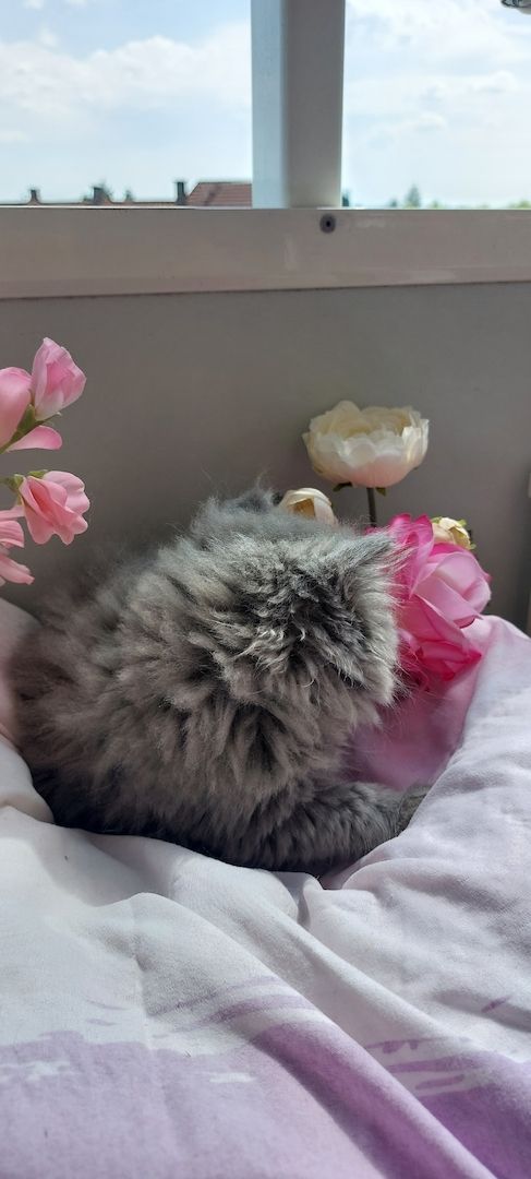 Bkh kitten Katzen Babys