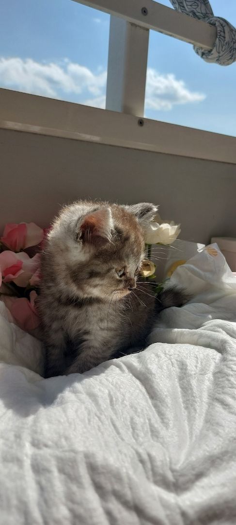 Bkh kitten Katzen Babys