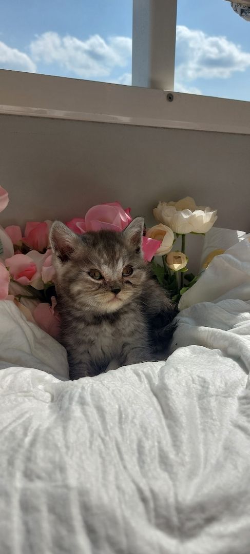 Bkh kitten Katzen Babys